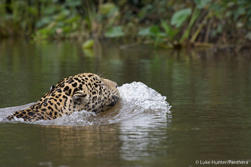 A jaguar swimming in the Brazilian Pantanal, taken by Panthera's President, Dr. Luke Hunter